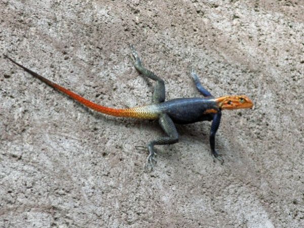 Lizard